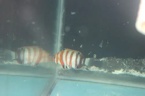 Harlequin Tusk (Australia) 4-5" 1