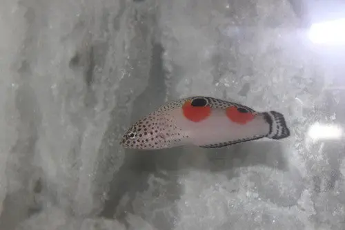 Twinspot Coris Wrasse-7-8" Kenya 1