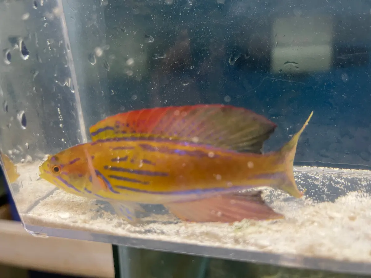 Half-Banded Flasher Wrasse | Paracheilinus Hemitaeniatus (Male) 1
