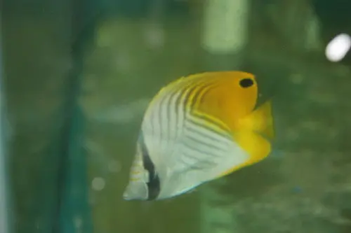 Threadfin (Auriga) Butterfly 1