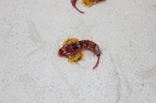 Ruby Red Dragonet 1