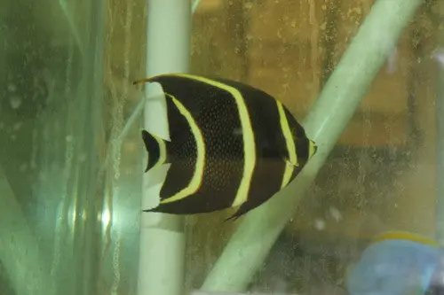 French Angel | Pomacanthus Paru (3-4") 1