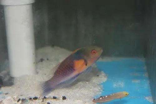 Yellow Flanked Fairy Wrasse | Cirrhilabrus Ryukyuensis 1