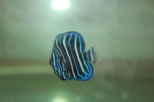 Chrysurus Angel - 2-3" Juvenile 1