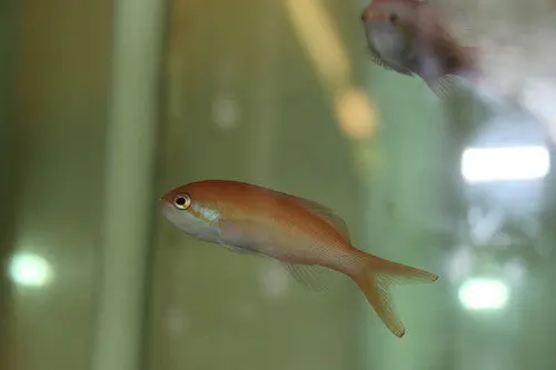 Carberryi Anthias-Maldives 1