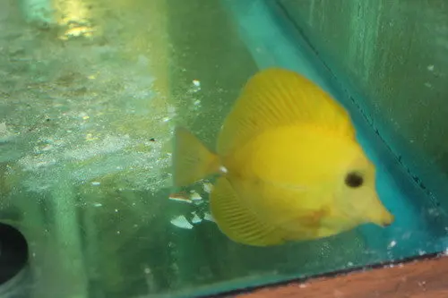 Hybrid Yellow/Scopas Tang (3") | Zebrasoma Flavescens/Scopas 1