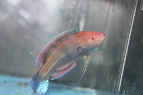 Temminck's Fairy Wrasse-Super Male! 1