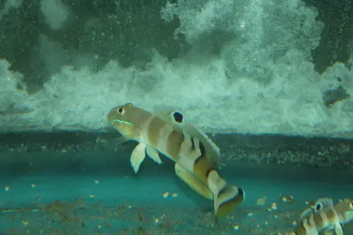 Ward's Sleeper Goby 1