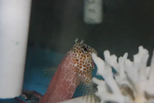 Sailfin Blenny (3-4”) 1