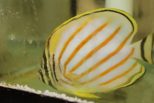 Ornate Butterfly 3-4" (Hawaiian) | Chaetodon Ornatissimus 1
