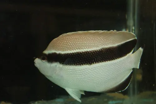 Bandit Angelfish (Hawaii)-5 " 1