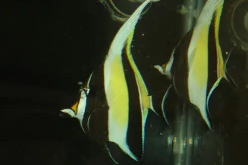 Moorish Idol-Hawaiian 1