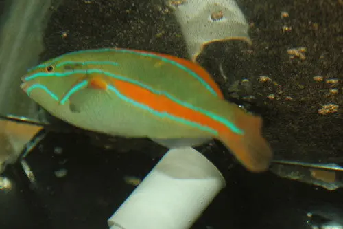 Orange Bar (Belted) Wrasse 1