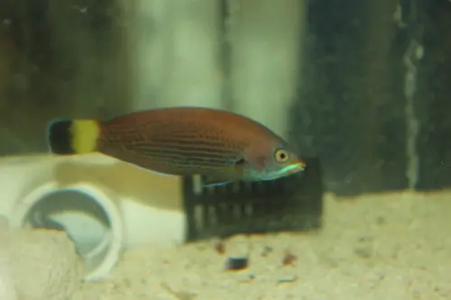 Chiseltooth Wrasse (2-3") 1