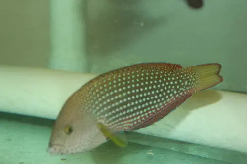 Pearl Wrasse-6-7" Female 1