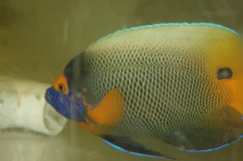 Blue Face Angel | Pomacanthus Xanthometopon  (7-8" Xl Adult) 1