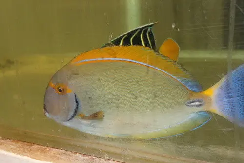 Dussumeri Tang-Adult 6" 1