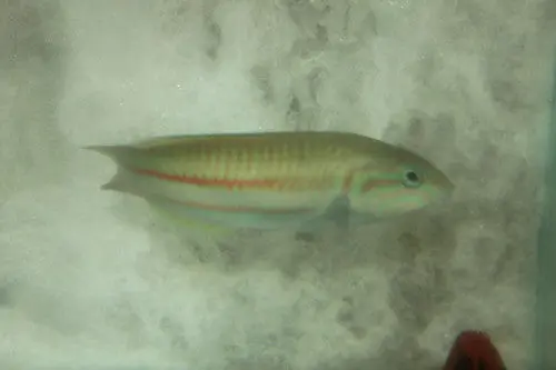 Red Sea Klunzinger's Wrasse (5") 1