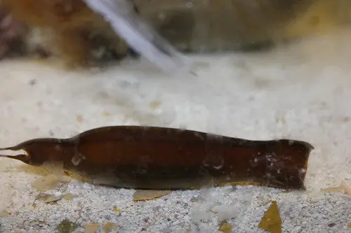 Whitespotted Bamboo Shark Egg (Chiloscyllium Plagiosum) 1