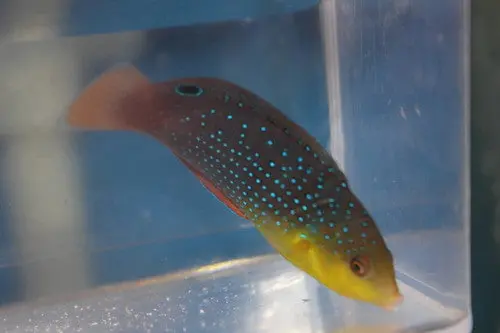 Yellow Breasted Wrasse (Anampses Twistii)-3” 1