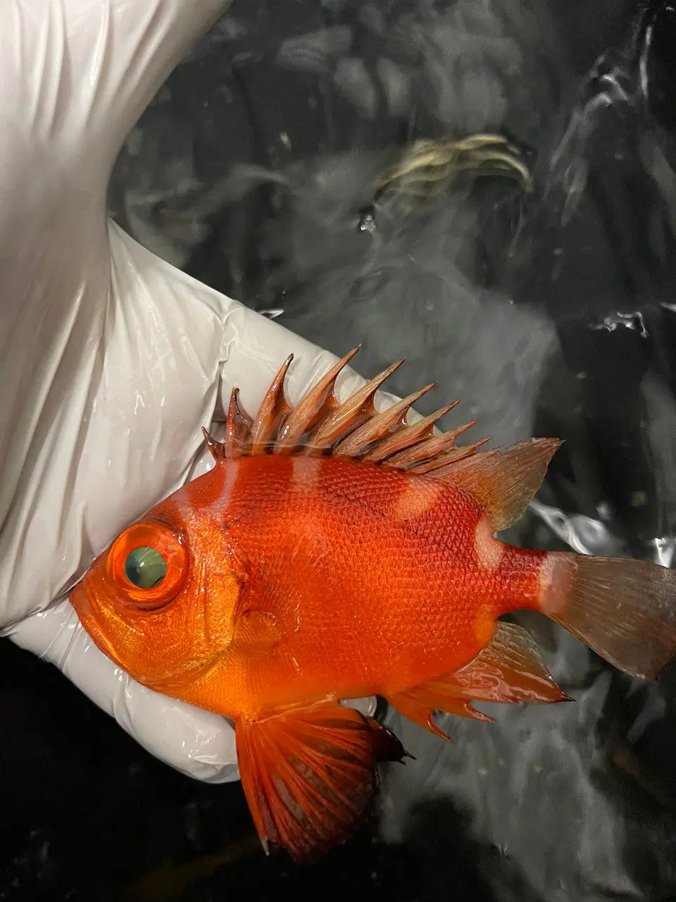 Japanese Bigeye | Pristigenys Serrula  (3") 1