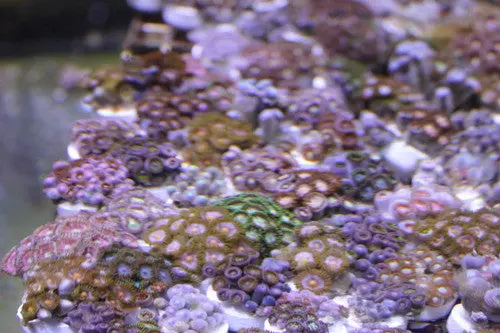 Zooanthid-Assorted Colors Aquacultured 1