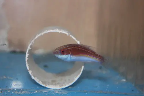 Labouti Wrasse-3" 1