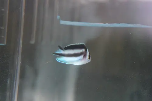Bellus Angel-Female (1") 1
