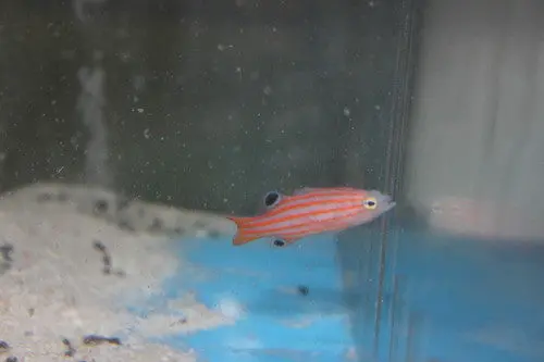 Pacific Candy (Swalesi) Basslet 1