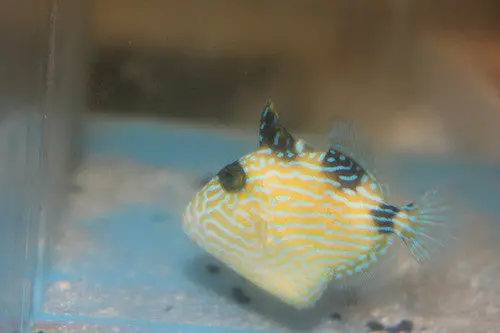 Blue Line (Fuscus) Triggerfish (1-2") 1