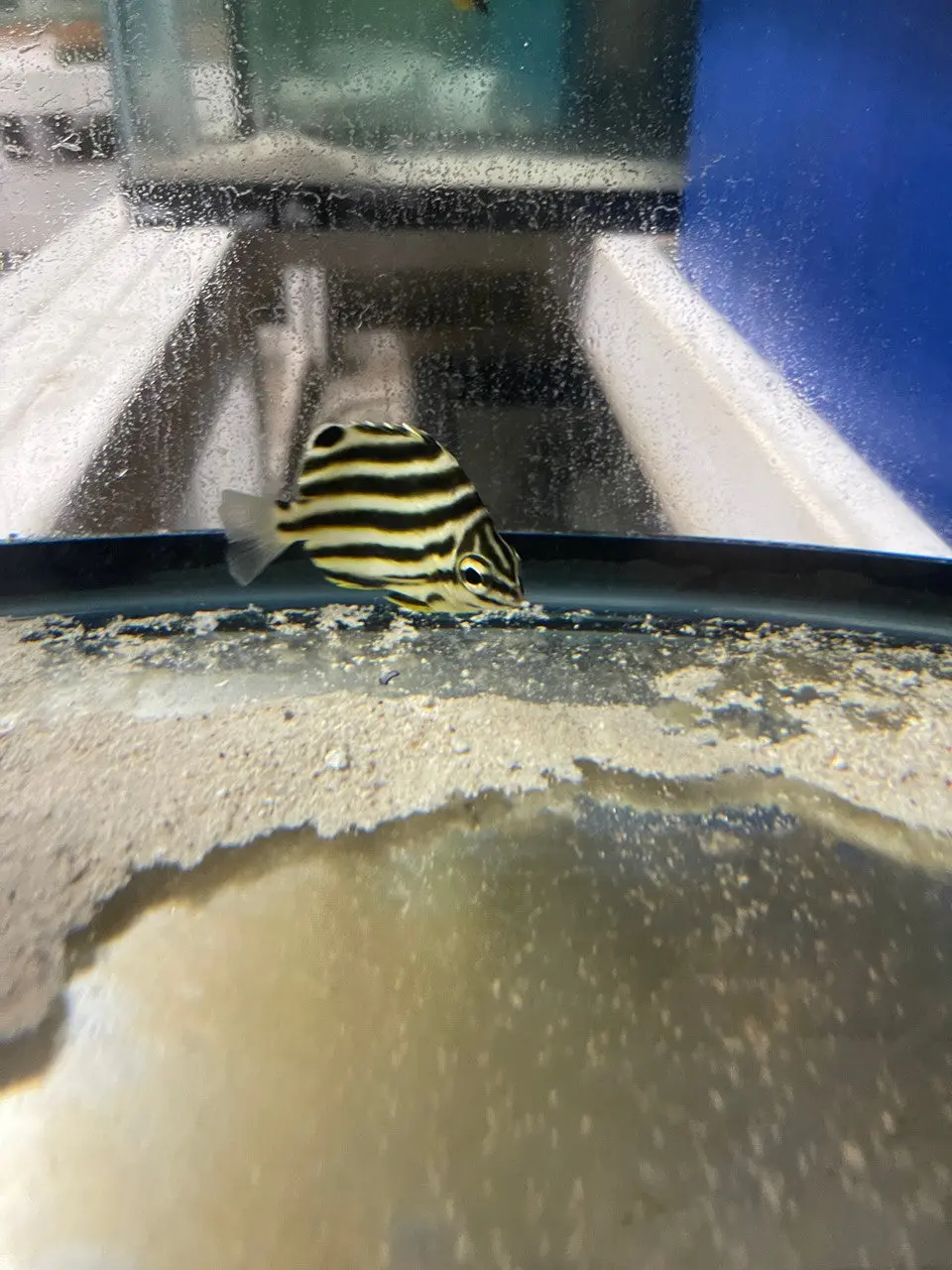 Stripey, Microcanthus Strigatus (1-2" Australian) 1