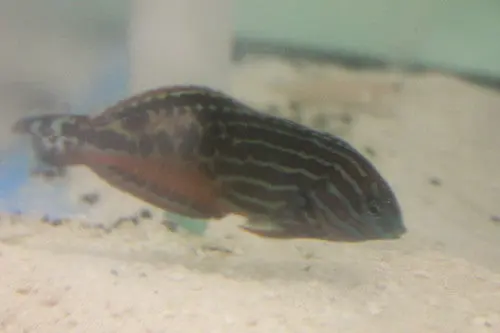 Splendid Leopard Wrasse-Male 1