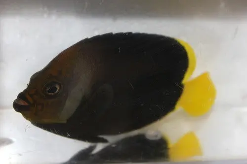 Black Velvet Angelfish (5") 1