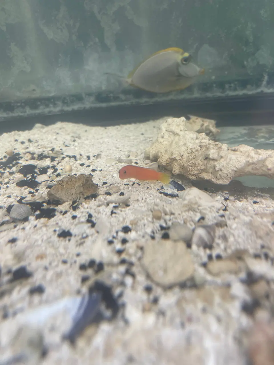 Rose Island Basslet | Pseudoplesiops Rosae 1
