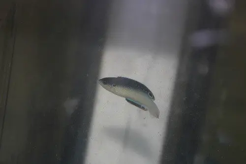 Black Backed (China) Wrasse | Anampses Neoguinaicus (2" Juv) 1
