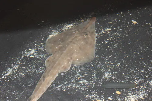 Clear Nose Guitar Fish | Rhinobatos Armatus (15") 1