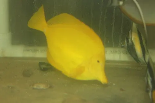 Yellow Tang- Show Size (7-8") 1