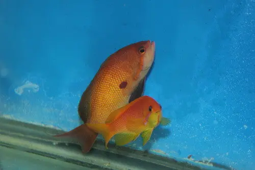 Lyretail Anthias (Kenya)-Xl Trio (2F, 1 M) 1