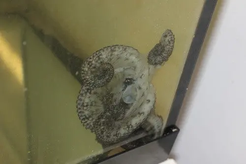 Coconut Octopus | Octopus Marginatus 1