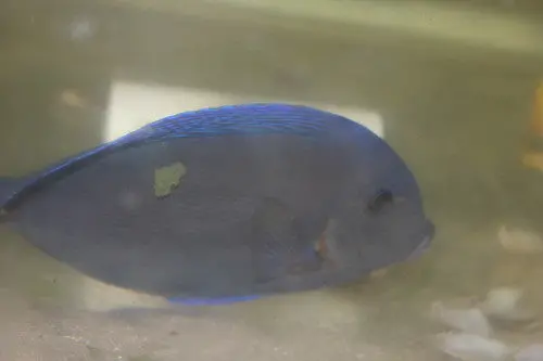 Atlantic Blue Tang | Acanthurus Coeruleus (8”) 1