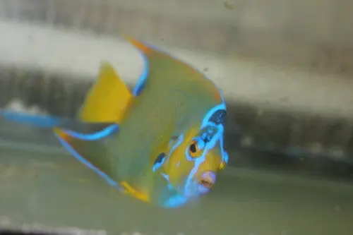 Queen Angelfish | Holacanthus Ciliaris   (4-5”) 1
