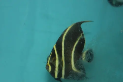 French Angel | Pomacanthus Paru (4") 1