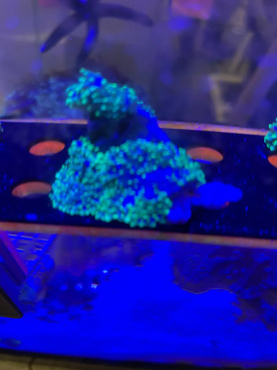 Green Hairy Mushroom Coral (Rhodactis Indosinensis) 1