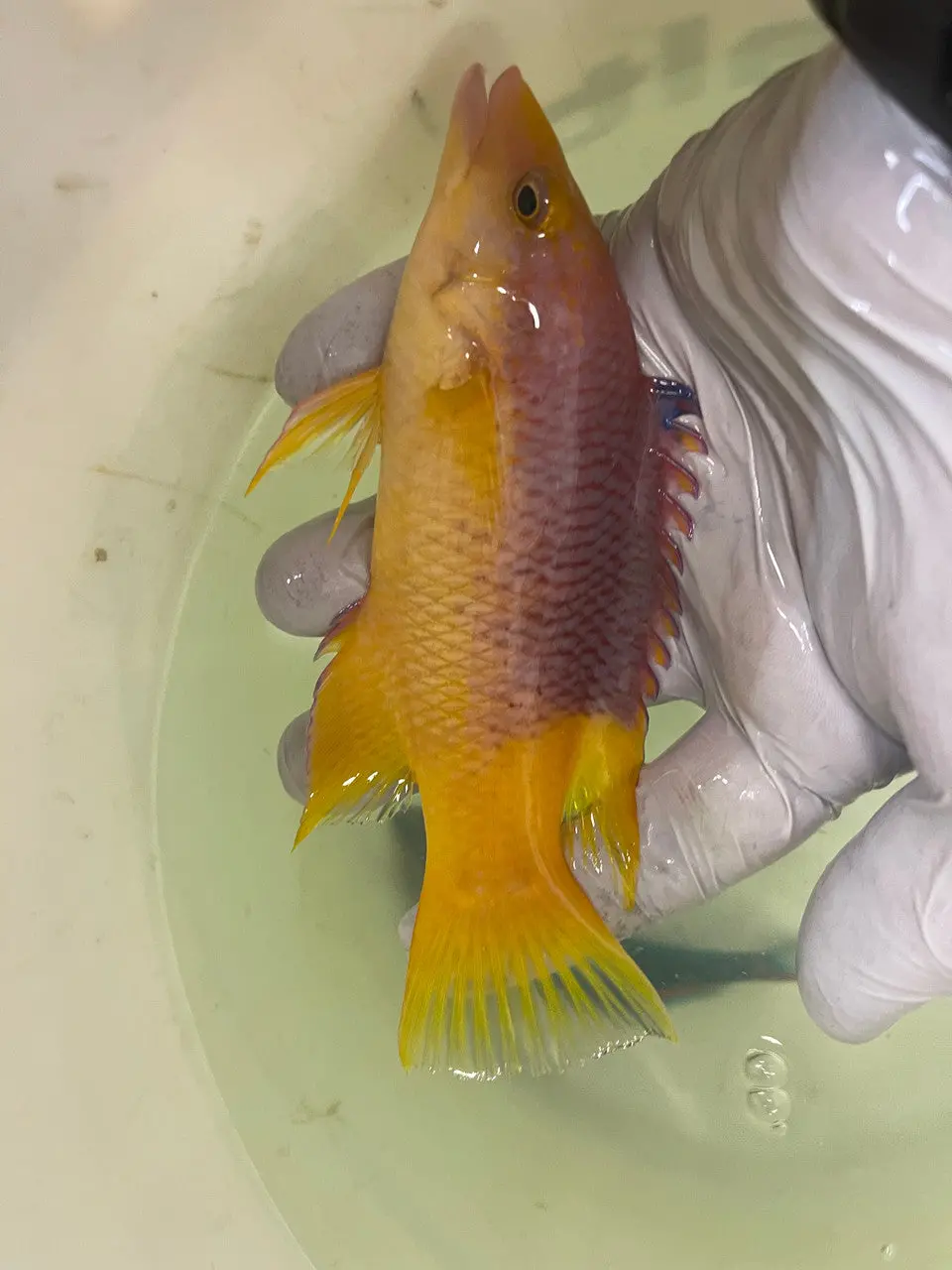 Spanish Hogfish (5-6") 1
