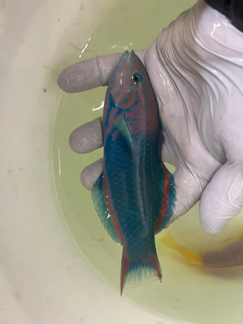 Sunset Wrasse - Thalassoma Grammaticum-8" 1