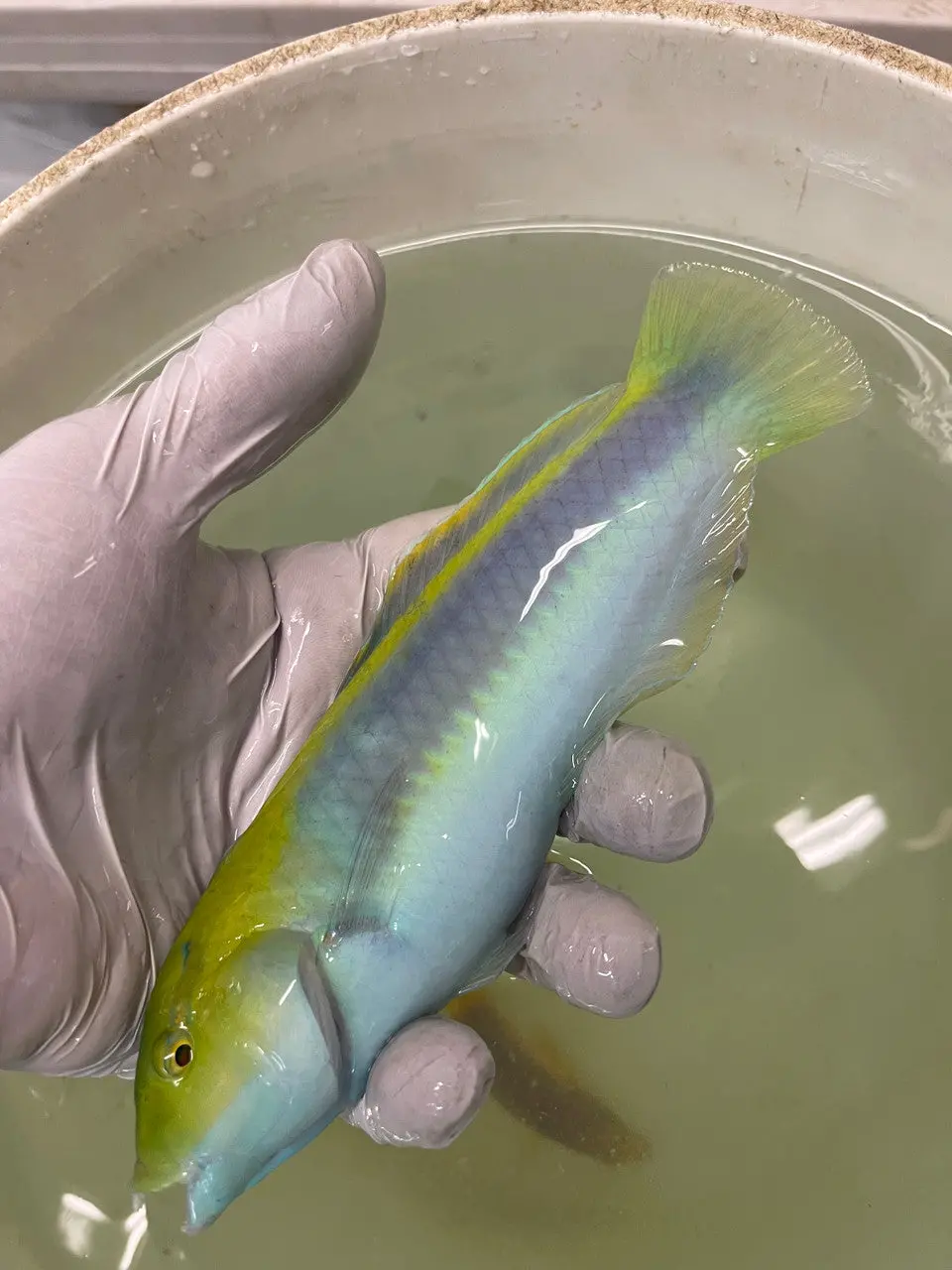 Lightning Wrasse (Halichoeres Cyanocephalus) -4" 1