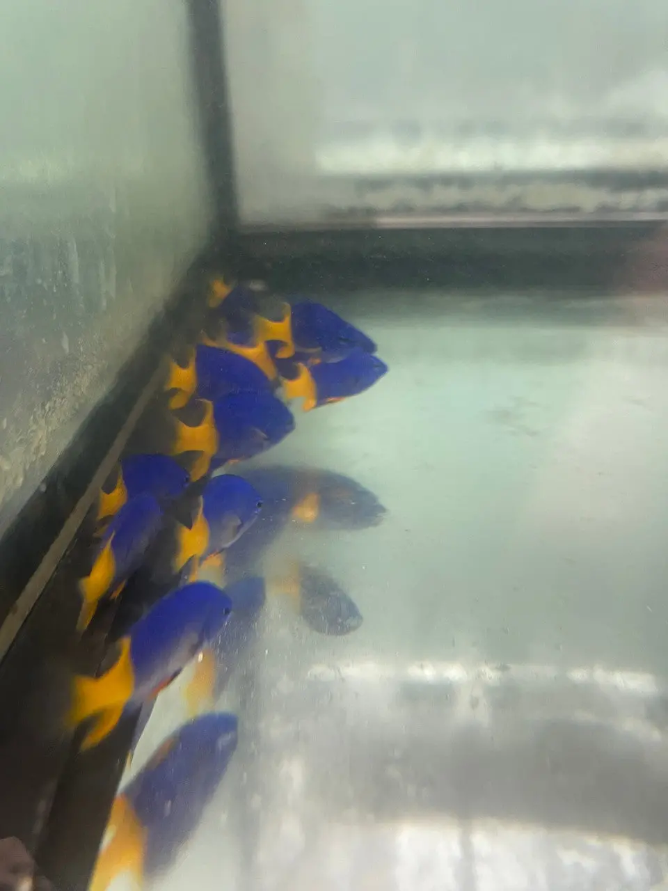 Arnaz's Damselfish  | Chrysiptera Arnazae, 1