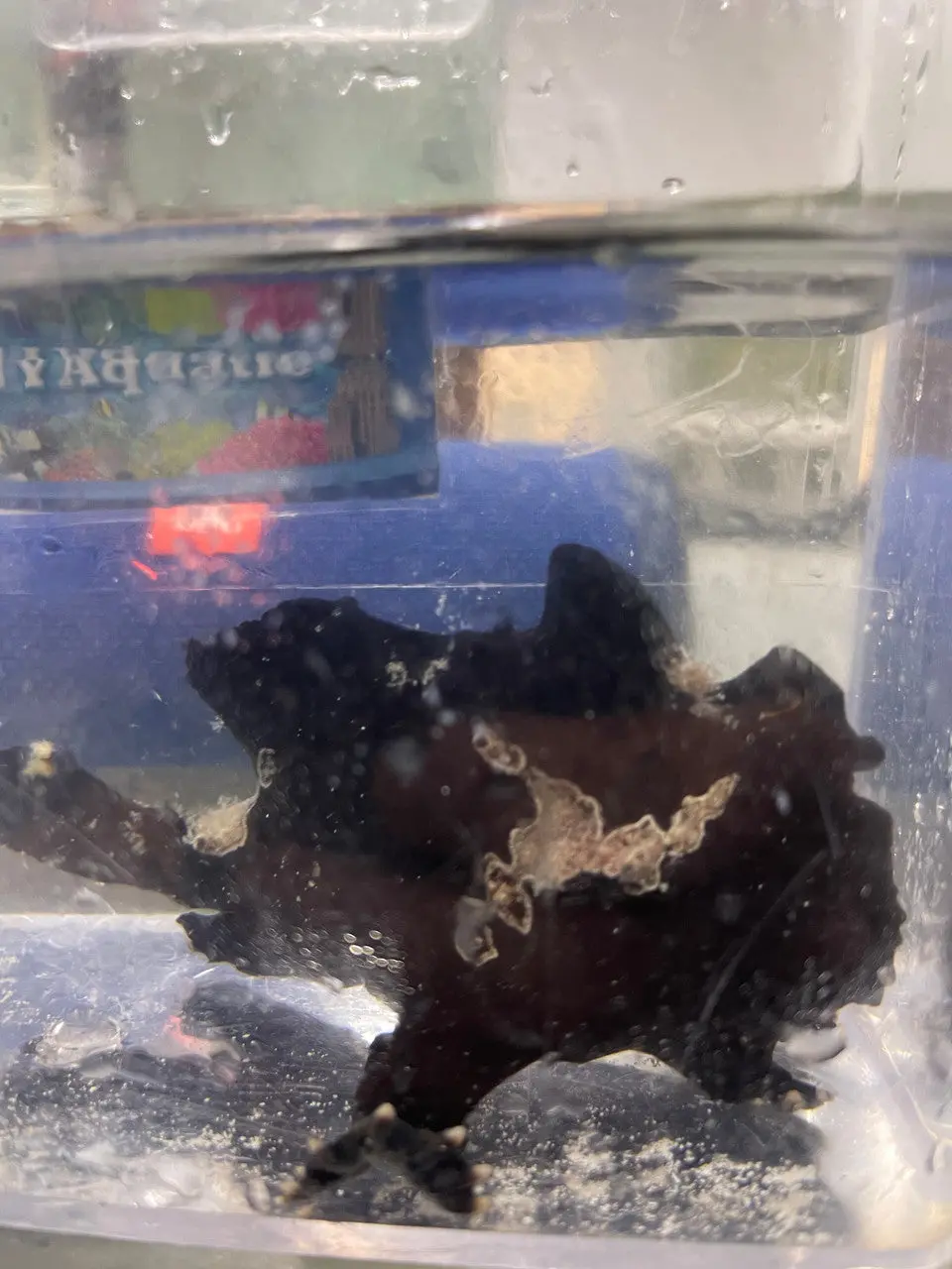 Black Anglerfish 4" 1