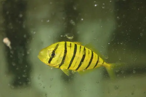 Golden Trevally (1-2") 1