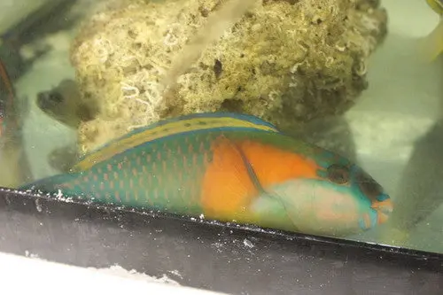Orange Cheek Parrotfish (7") 1